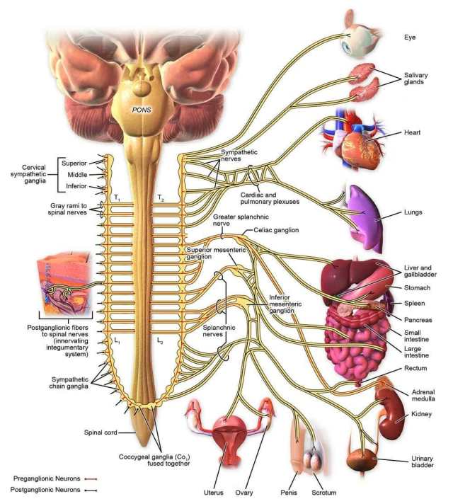 Image result for The Sympathetic Nerves